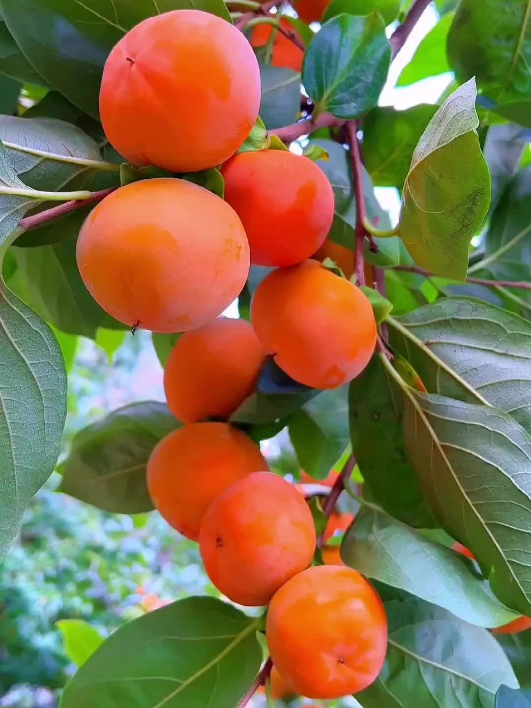 天天果园手机版(天天果园 app)-第5张图片-QuickQ官网