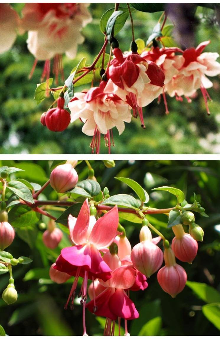 RO手机版just(游戏王ygopro手机版)-第4张图片-QuickQ官网 RO手机版just(游戏王ygopro手机版)-第4张图片-QuickQ官网