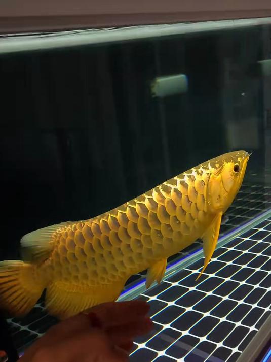 金龙捕鱼手机版(有金龙的捕鱼游戏)-第1张图片-QuickQ官网