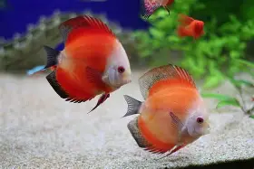 3d热带鱼安卓版(下载热带鱼)-第4张图片-QuickQ官网