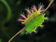 包含虫子手机版游戏下载的词条-第1张图片-QuickQ官网
