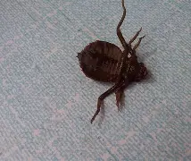 包含虫子手机版游戏下载的词条-第3张图片-QuickQ官网