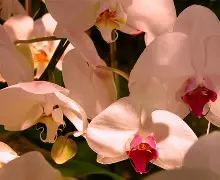 梦中的兰花手机版(梦中的兰花花 下载)-第1张图片-QuickQ官网